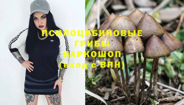 прущие грибы Коряжма